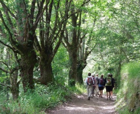 June 2013 Hiking through the Galician Forest